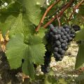 MERLOT img MERLOT