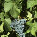 CABERNET FRANC img CABERNET FRANC