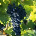 CABERNET SAUVIGNON img CABERNET SAUVIGNON