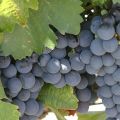MALBEC img MALBEC
