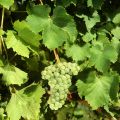 SAUVIGNON img SAUVIGNON