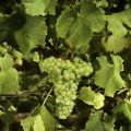 SEMILLON img SEMILLON